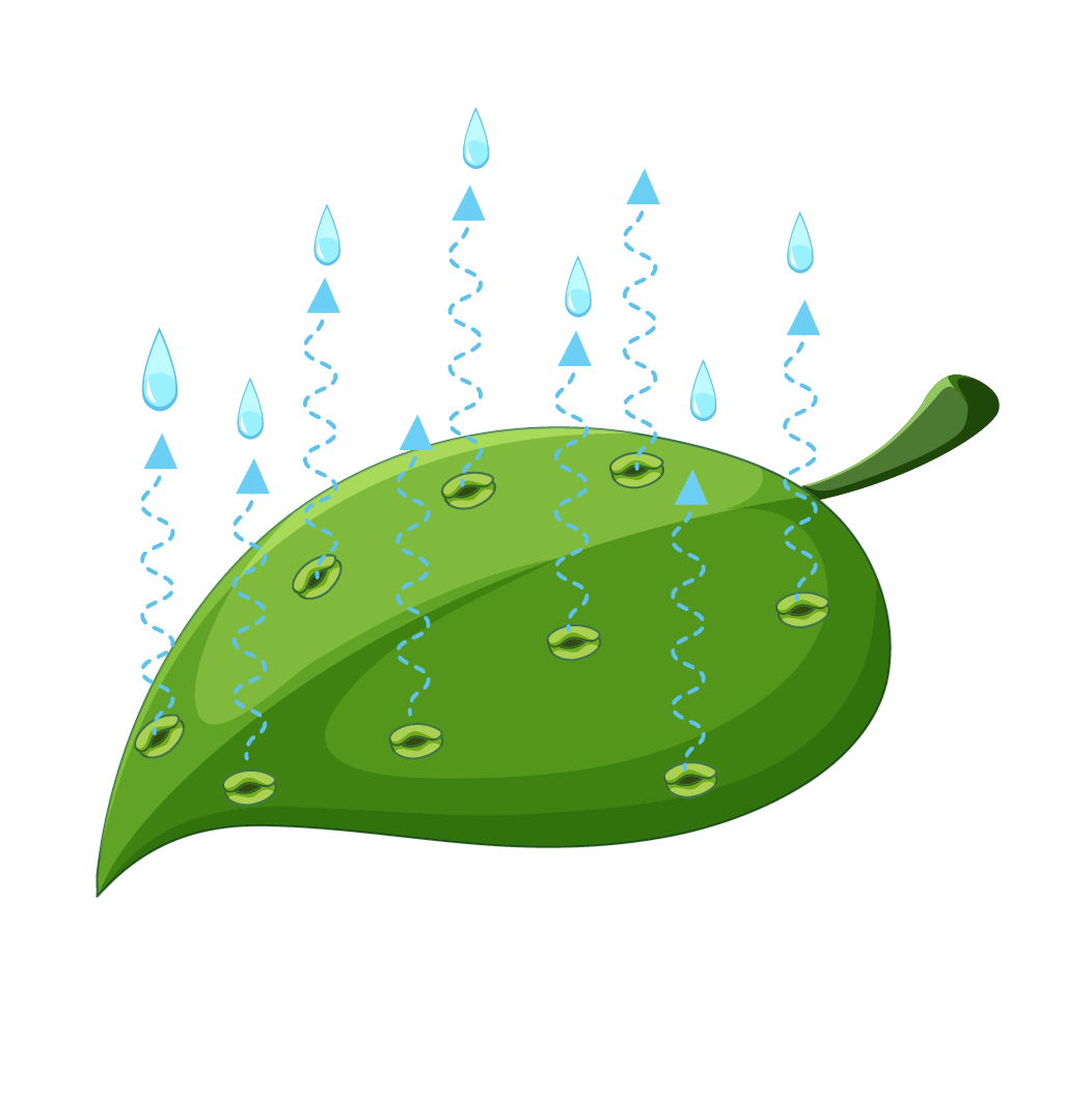 Stomata